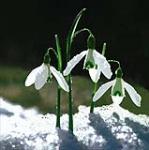 Snowdrops MSA1270