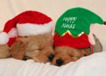 Santa's Little Helpers MLA2330