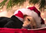 Christmas Snooze MLA1250