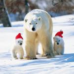 Polar Hats MOA03AB