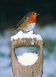 A Snowy Patch 9XMCA8M094