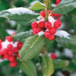 Holly Berries MOA042AB