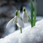 Snowdrops in the Snow MOA043AB