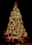 view large image and full details for Colourful Tree MUA4270