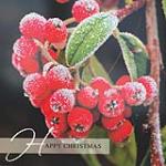view large image and full details for Frosted Berries MSA1390