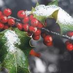 view large image and full details for Frozen Holly MSA2280