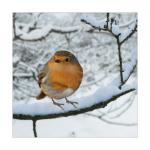 view large image and full details for A Snowy Perch MOA021AB