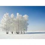 view large image and full details for Frosty Trees MOA016AB