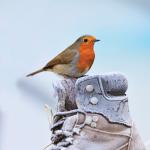 view large image and full details for Frosty  Morning MSA4330