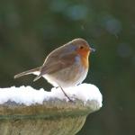 view large image and full details for Content Robin MSA3190