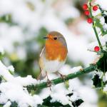 view large image and full details for Resting Robin MSA1190