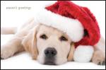 All I Want For Christmas Is...