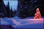 Illuminated Tree M28