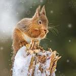 Red Squirrel MAG1035F