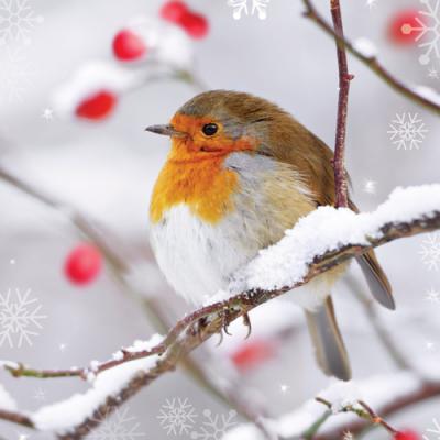 Winter Robin MAG0025F